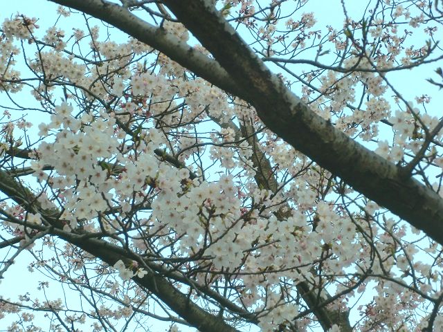 桜