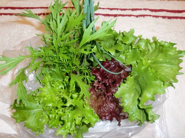 野菜の苗