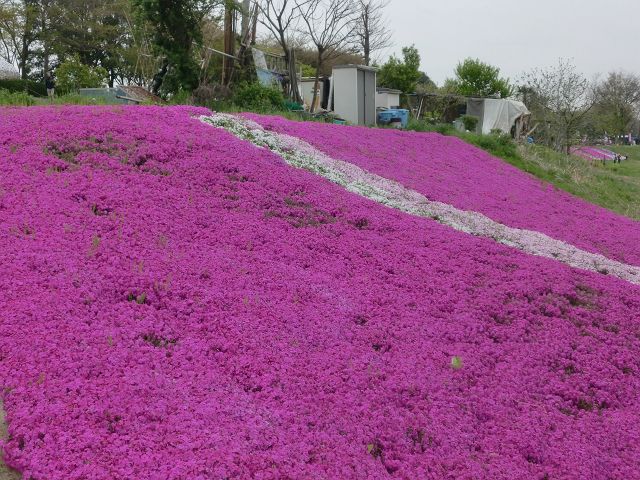 芝ざくら