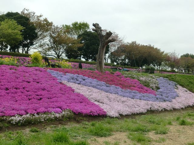 紫の芝ざくら