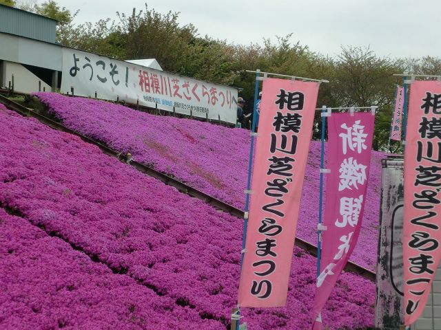 相模川芝ざくらまつり